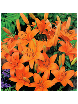 Lilia - Lilium 'Abbersville Pride'