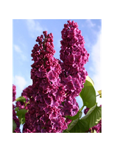 Lilak pospolity - Syringa vulgaris 'And an Ludwig Spath'