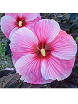 Hibiskus bylinowy ‘Starry Night’