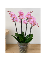 Storczyk Super Extra (Phalaenopsis) 4 pędy jasnoróżowy d12