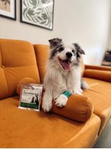 Lab-v Convalescent - karma paszowa dietetyczna dla psów i kotów 20 g