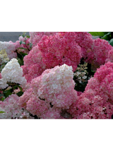 Hortensja bukietowa - Hydrangea paniculata 'Sundae Fraise'(R)
