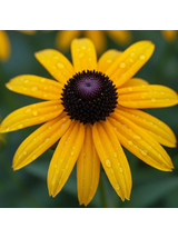 Rudbekia - Rudbeckia fulgida 'Goldsturm'