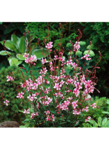 Gaura - Gaura lindheimeri 'Siskiyou Pink'