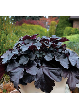 Żurawka - Heuchera 'Black Pearl'