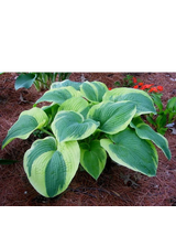 Funkia - Hosta 'American Halo'