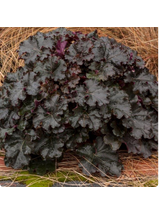 Żurawka - Heuchera 'World Caffe Espresso'