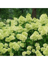 Hortensja bukietowa limonkowa- C3