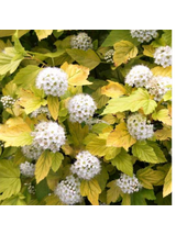 Pęcherznica kalinolistna - Physocarpus opulifolius 'Luteus'