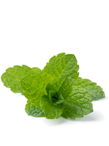 Mięta - Mentha Marokkanische