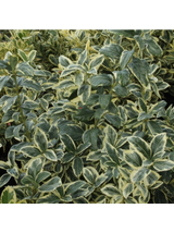 Trzmielina japońska - Euonymus japonica 'Bravo'