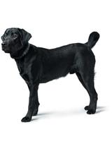Hunter Obroża ze skóry dla psa Madona M- 55 cm
