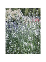 Lawenda pośrednia -  Lavandula x intermedia 'Exceptional'