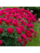 Paeonia lactiflora 'Red Sarah Bernhardt'