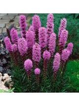 Liatra kłosowa fioletowa- Liatris Spicata 1 szt