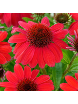 Jeżówka purpurowa - Echinacea purpurea SunMagic 'Vintage Ruby'