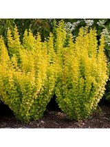 Berberys Thunberga - Berberis thunbergii 'Golden Rocket'(R)