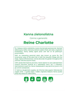Kanna Reine Charlotte żółto-czerwona 1szt.
