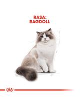 ROYAL CANIN Ragdoll Adult 2kg karma sucha dla kotów dorosłych rasy ragdoll