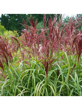 Miskant chiński- Miscanthus sinensis 'Dronning Ingrid'