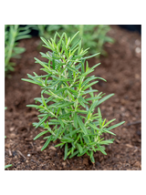 Rozmaryn lekarski - Rosmarinus officinalis
