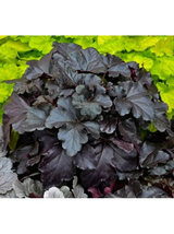 Żurawka - Heuchera 'Black Pearl'