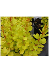 Berberys Thunberga - Berberis thunbergii 'Golden Rocket'(R)
