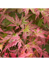 Klon palmowy - Acer palmatum 'Phoenix'