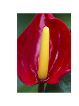Anthurium czerwone d12