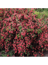 Krzewuszka - Weigela 'Bristol Ruby'