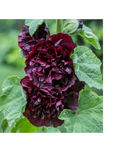 Malwa różowa - Alcea rosea 'Charter's Double Purple'