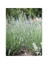 Lawenda pośrednia -  Lavandula x intermedia 'Exceptional'