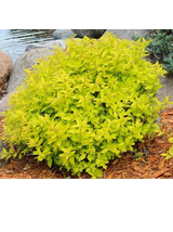 Tawuła japońska - Spiraea japonica 'Goldmound'