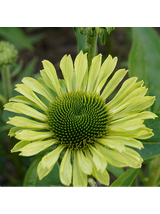 Jeżówka purpurowa - Echinacea purpurea 'Green Jewel'