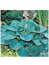 Funkia - Hosta 'Blue Mouse Ears'