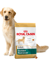 ROYAL CANIN Golden Retriever Adult 12kg karma sucha dla psów dorosłych rasy golden retriever + niespodzianka dla psa GRATIS!