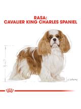 ROYAL CANIN Cavalier King Charles Spaniel Adult 1,5kg karma sucha dla psów dorosłych rasy cavalier king charles spaniel