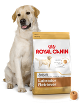 ROYAL CANIN Labrador Retriever Adult 12kg karma sucha dla psów dorosłych rasy labrador retriever + niespodzianka dla psa GRATIS!