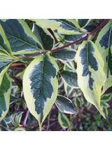 Krzewuszka cudowna - Weigela florida 'Nana Variegata'