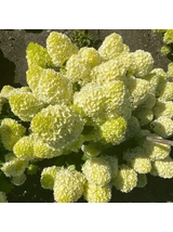 Hortensja bukietowa cytrynowo-limonkowa - C3