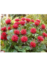 Pysznogłówka - Monarda didyma 'Fireball'