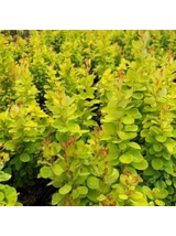 Berberys Thunberga - Berberis thunbergii 'Neon Gold'(R)