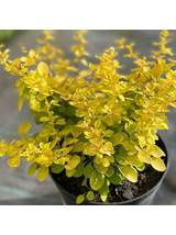 Berberys Thunberga - Berberis thunbergii 'Neon Gold'(R)