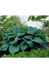 Funkia - Hosta 'Big Daddy'