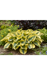 Funkia (Hosta) 'Autumn Frost'