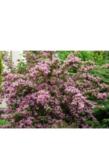Krzewuszka cudowna - Weigela florida 'Rumba'