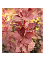 Berberys Thunberga - Berberis thunbergii 'Dariusz'(R)