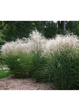 Miskant chiński- Miscanthus sinensis 'Graziella'