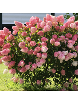 Hydrangea paniculata 'Vanille Fraise'