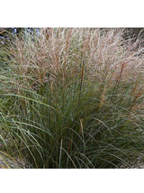 Miskant chiński - Miscanthus sinensis 'Ferner Osten'
